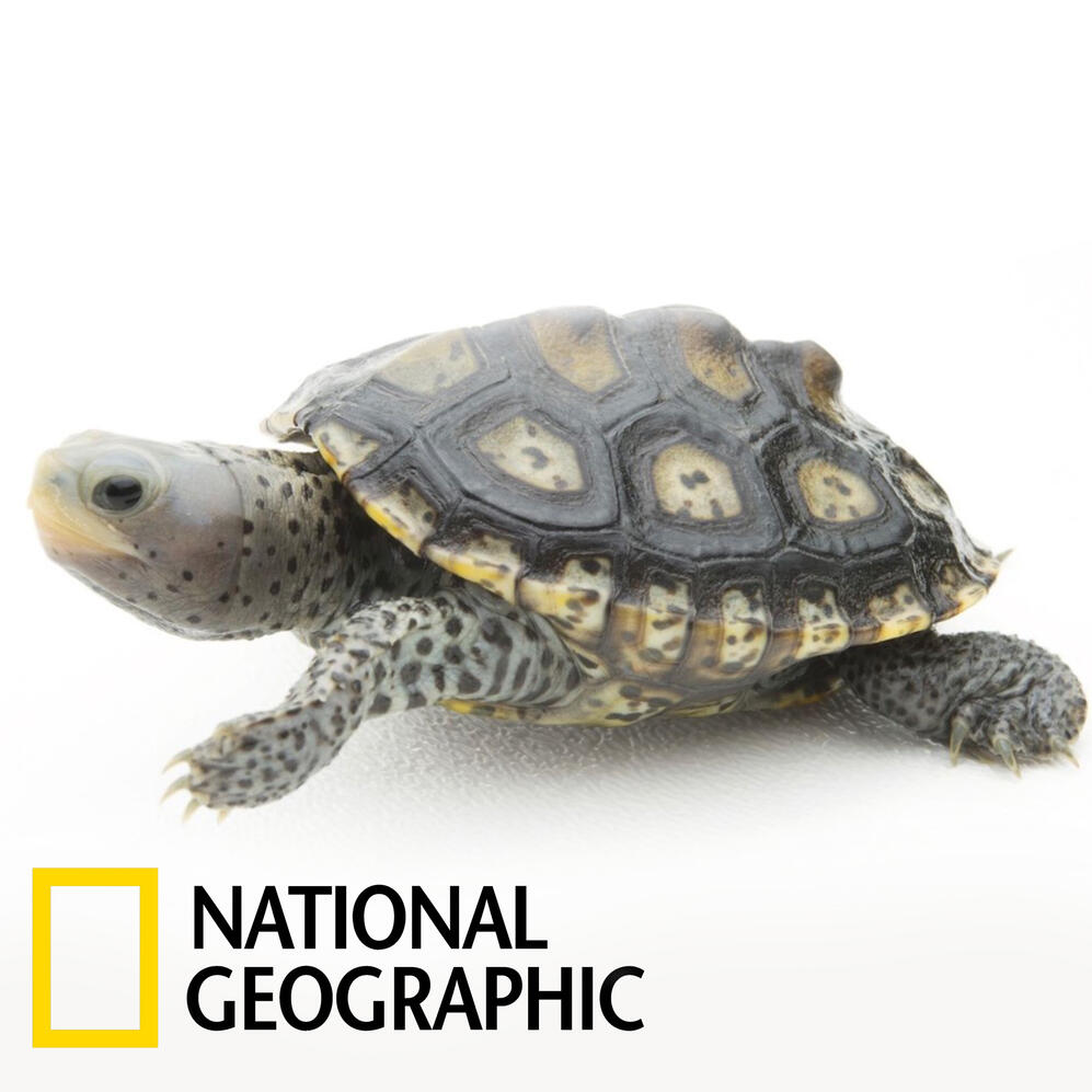 Photo Ark: Diamondback Terrapin