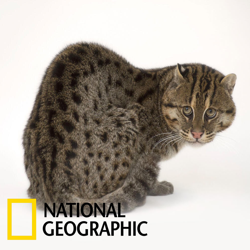 Photo Ark: Fishing Cat